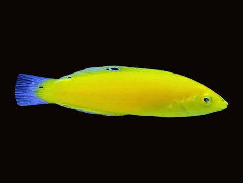 Banana Wrasse | Halichoeres chrysus