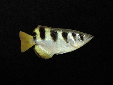 Banded Archerfish
