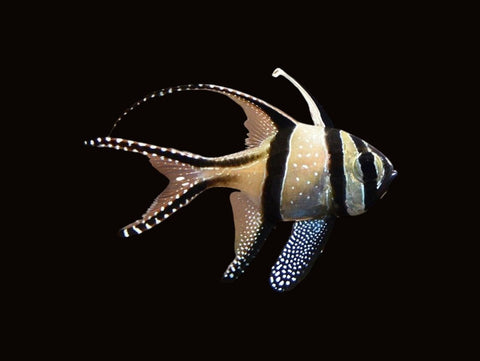 Banggai Cardinalfish | Pterapogon kauderni