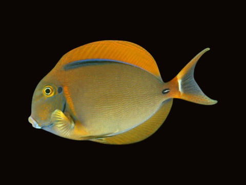 Bariene Tang | Acanthurus bariene