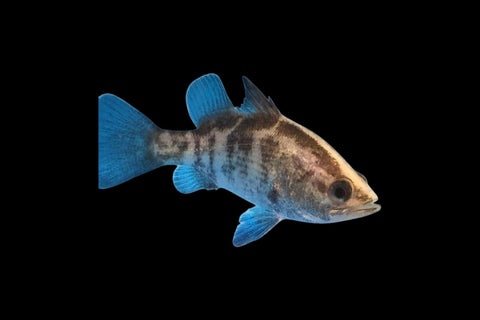 Barramundi