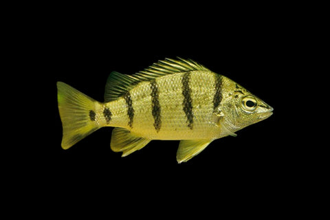 Barred Grunter