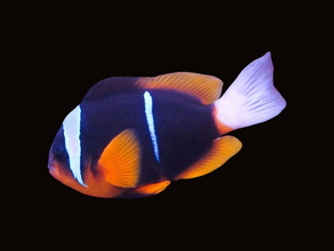 Barrier Reef Clownfish Wild Pair | Amphiprion allardi