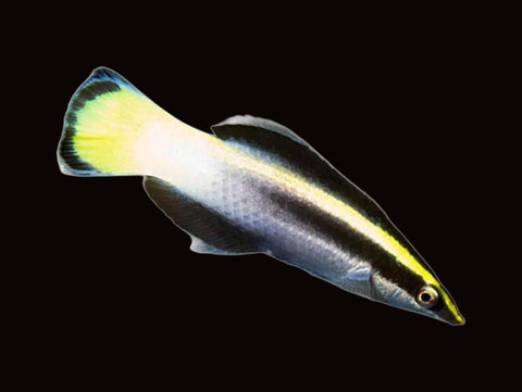 Bicolour Cleaner Wrasse | Labroides bicolor