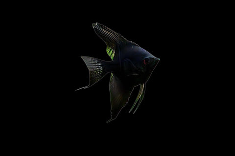Black Angelfish