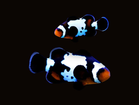 Black Ice Clownfish Pair | Amphiprion ocellaris