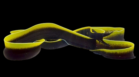 Black Ribbon Eel | Rhinomuraena quaesita