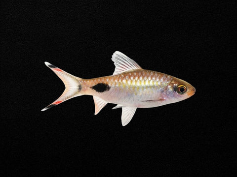 Black Spot Filament Barb