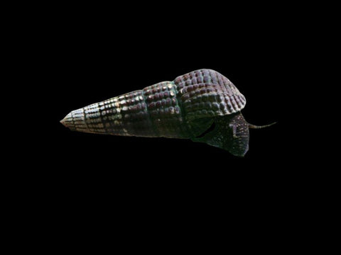 Black Sulawesi Rabbit Snail