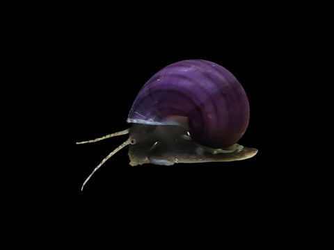 Black Foot Mystery Snail