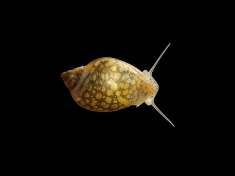 Bladder Snail