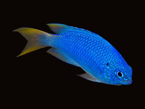 Blue Damselfish | Pomacentrus pavo