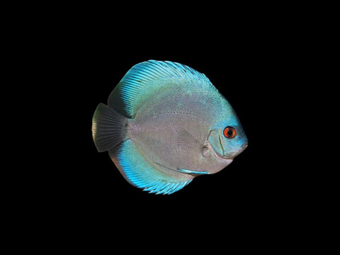Blue Diamond Discus