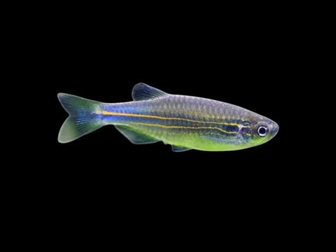 Blue Danio
