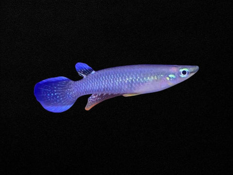 Blue Panchax