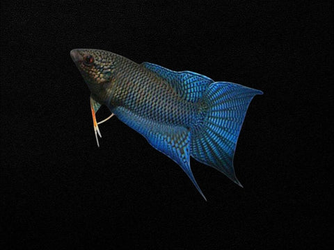 Blue Paradise Fish
