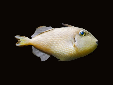 Blue Throat Triggerfish Female | Xanthichthys auromarginatus