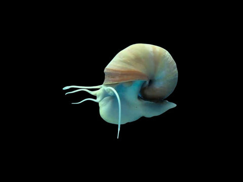 Blue Foot Mystery Snail