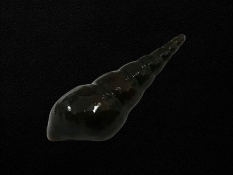 Burrowing Snail