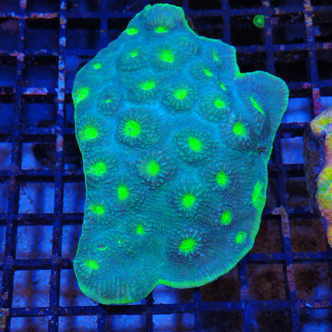 Chalice Coral AA003 | Echinophyllia aspera