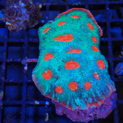 Chalice Coral AA005 | Echinophyllia aspera