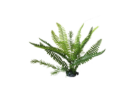 Boston Fern Upright L 30cm