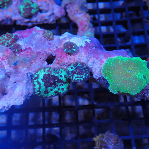 Corallimorphs Rock AA002 | Ricordea / Rhodactis sp.