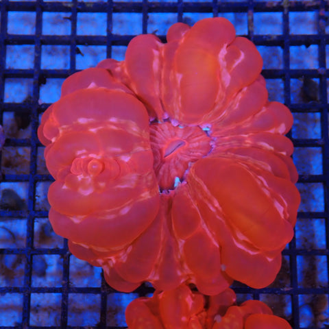Cynarina / Button Coral AA005 | Cynarina lacrymalis