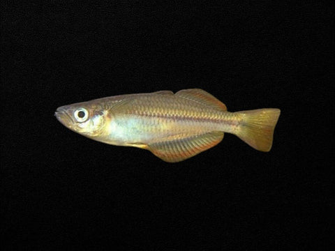 Cairns Rainbowfish