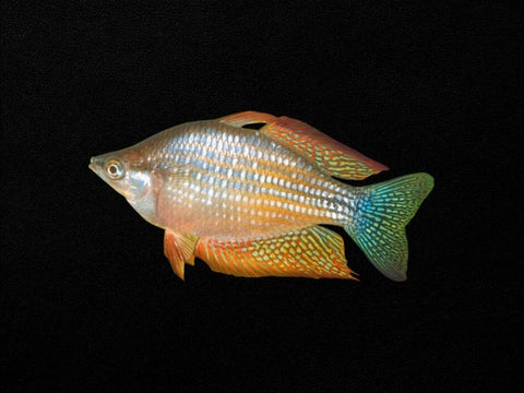 Chequered Rainbowfish