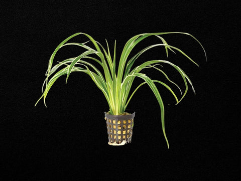 Chlorophytum In Pot