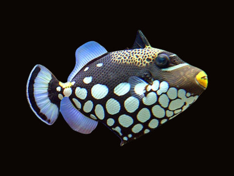 Clown Triggerfish | Balistoides conspicillum