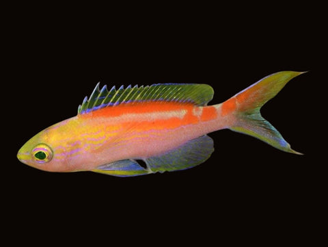 Coral Sea Anthias | Pseudanthias cf aurulentus