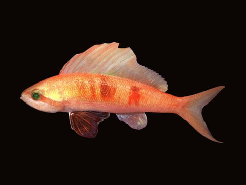 Coral Sea Sailfin Anthias | Rabaulichthys squirei