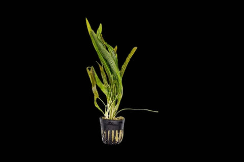 Cryptocoryne Balansae
