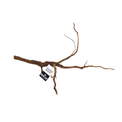 Bioscape Amber/Gold Spider Roots Small 15 - 20cm