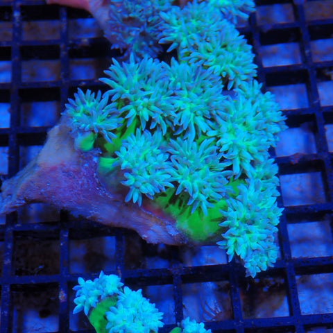 Duncan Coral AA008 | Duncanopsammia axifuga