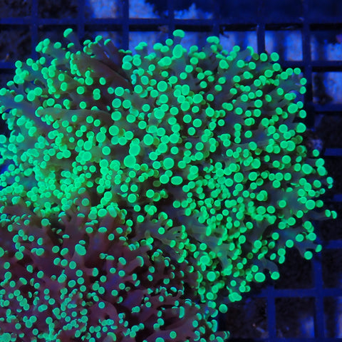 Euphyllia Divisa AA004 | Fimbriaphyllia divisa
