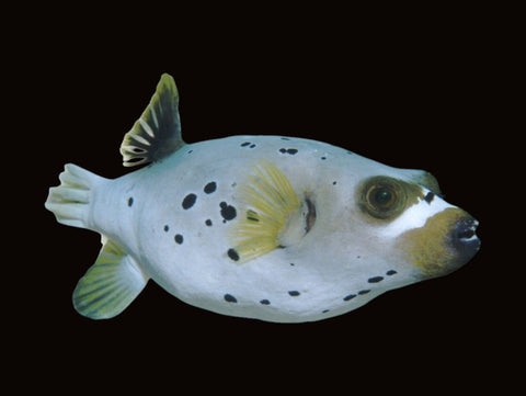 Dogface Puffer | Arothron nigropunctatus
