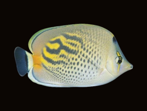 Dot Dash Butterflyfish | Chaetodon punctatofasciatus