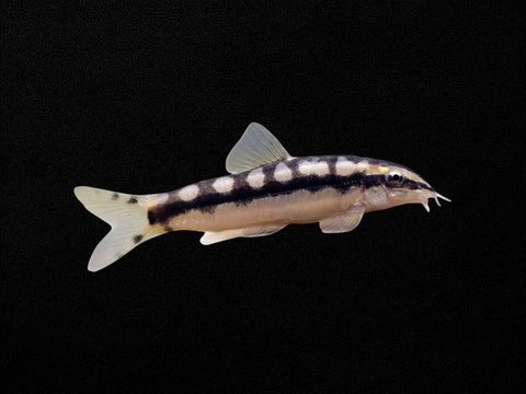 Dwarf Chain Loach