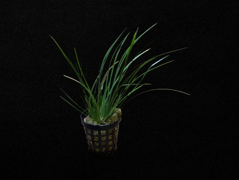 Dwarf Green Rush