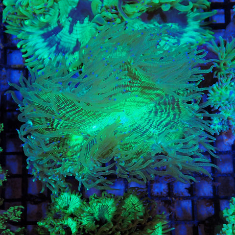 Elegance Coral AA004 | Catalaphyllia jardinei