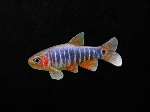 Emerald Dwarf Rasbora
