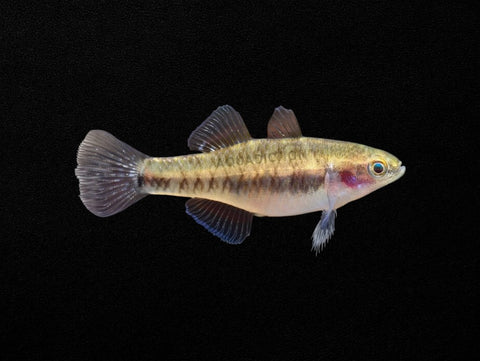 Empire Gudgeon Female