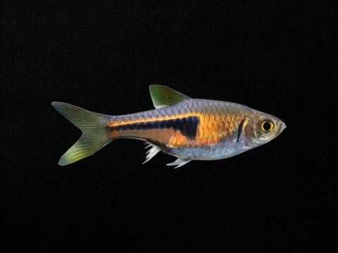 Espei Rasbora