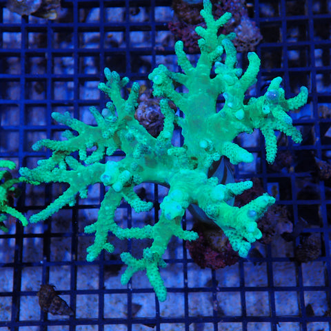 Finger Leather Coral (Sinularia) AA004 | Sinularia sp.