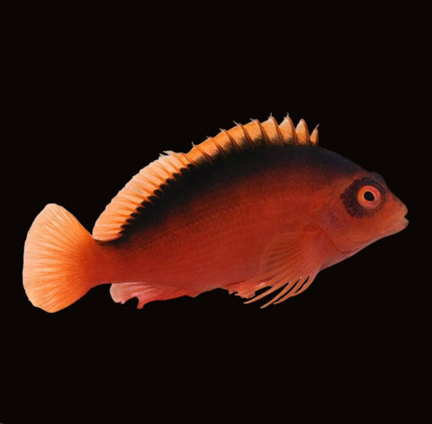 Flame Hawkfish | Neocirrhites armatus
