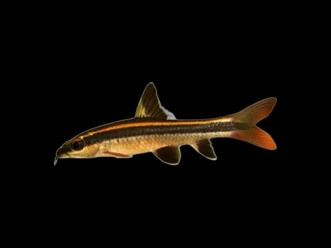 Flying Fox Shark