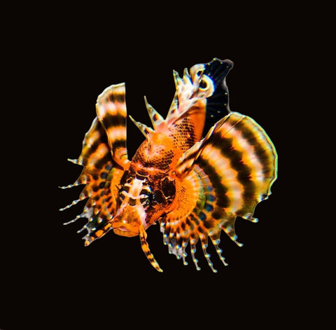 Fu-Manchu Lionfish | Dendrochirus biocellatus
